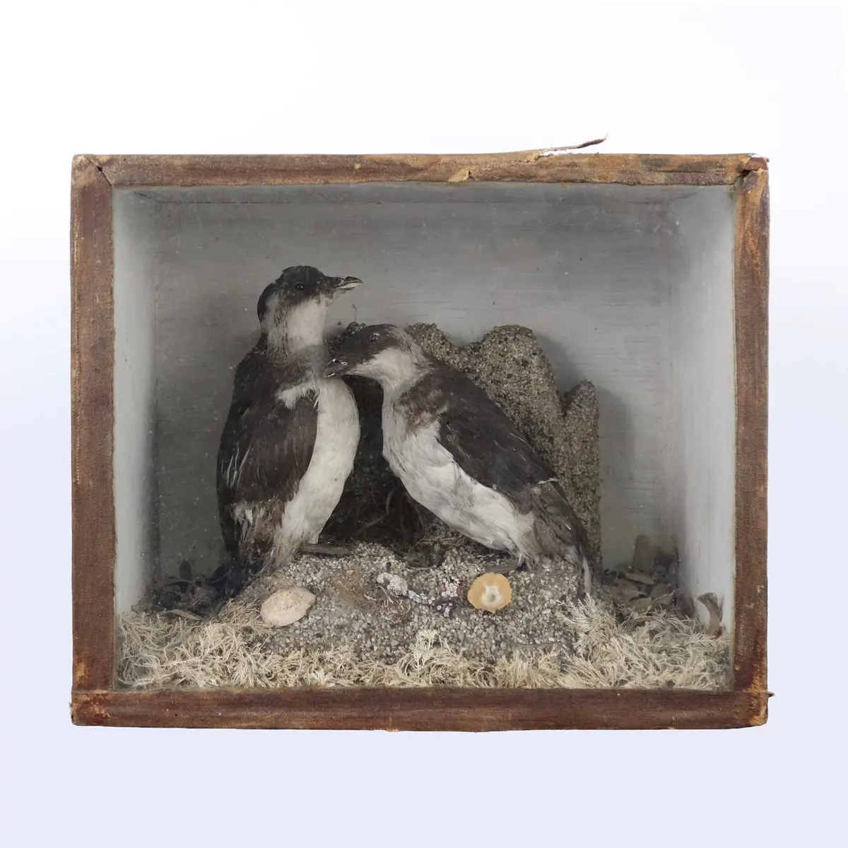 Lot 1324 - A pair of taxidermy Little Auk (Alle alle)
