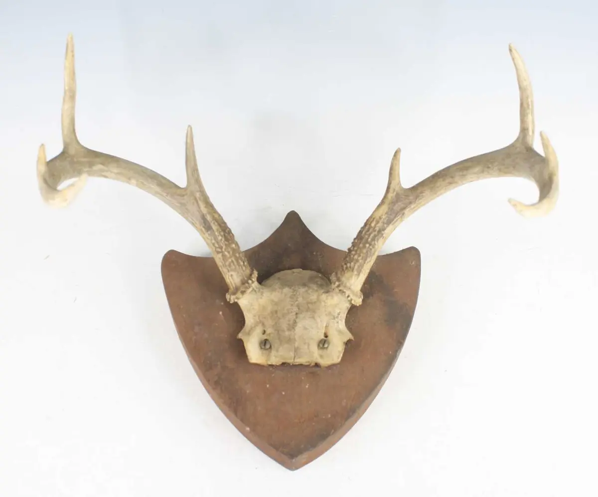 Lot 1322 - A pair of White-tailed Deer antlers