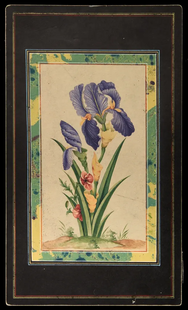 A study of an iris