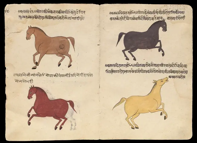 An illustrated Shalihotra treatise on equine medicine,Rajasthan