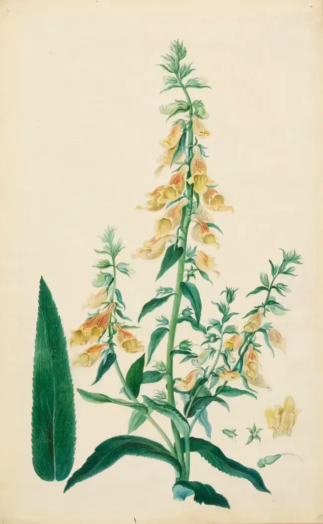 A botanical study of a plant : Siberian foxglove (Digitalis Siberica)