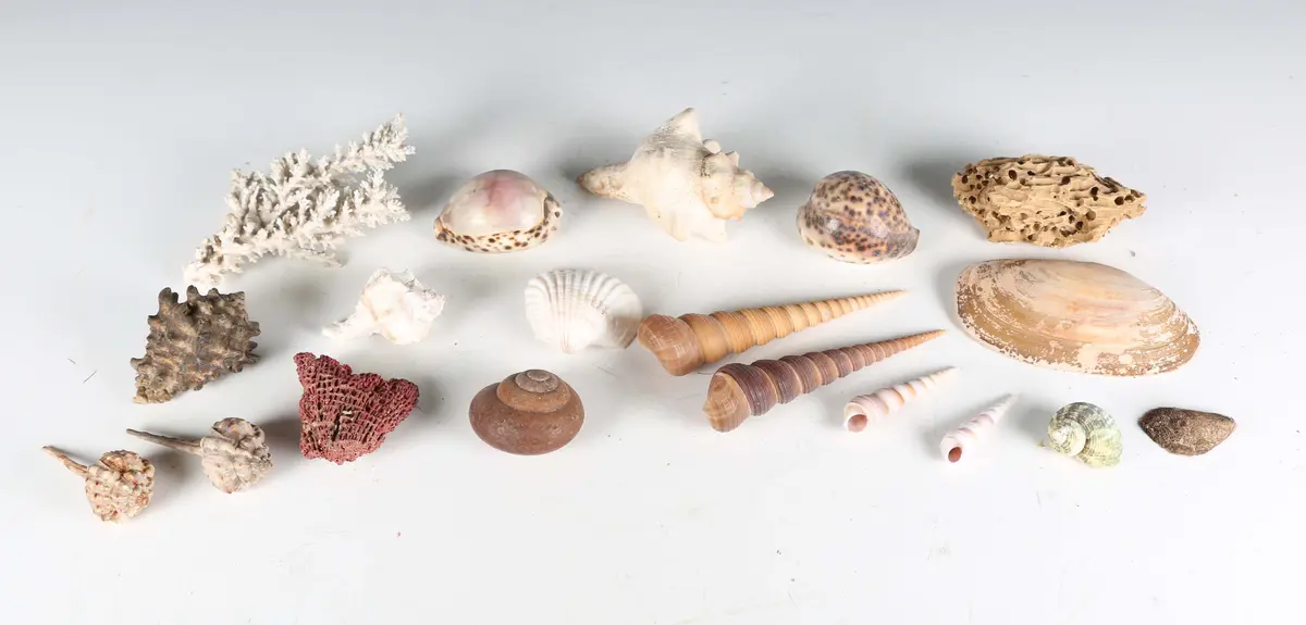 A large collection of seashell specimens, including large conch, abalone
