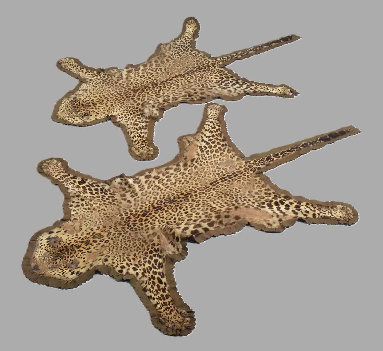 Skins/Hides: A Pair of Indian Leopard Skin Rugs (Panthera pardus fusca)