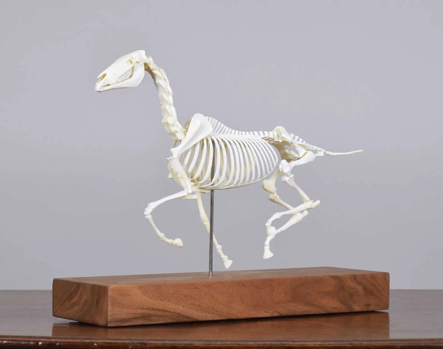 Natural History: A Model of a Galloping Horse titled "The Invisible