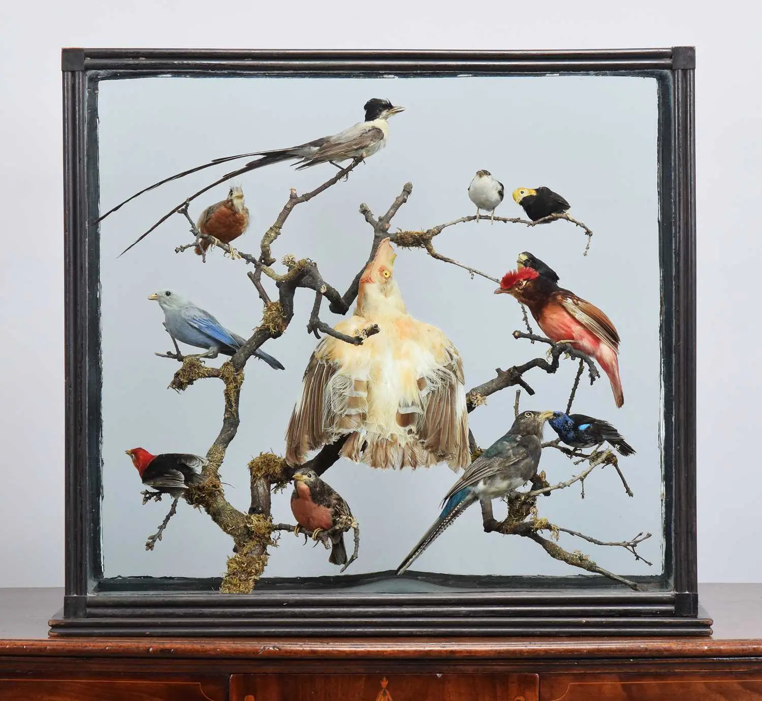 Taxidermy: A Late Victorian Case of North and South American Birds