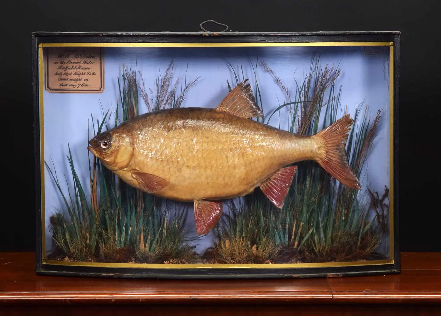 Taxidermy: An Early Cased Common Rudd (Scardinius erythrophthalmus)