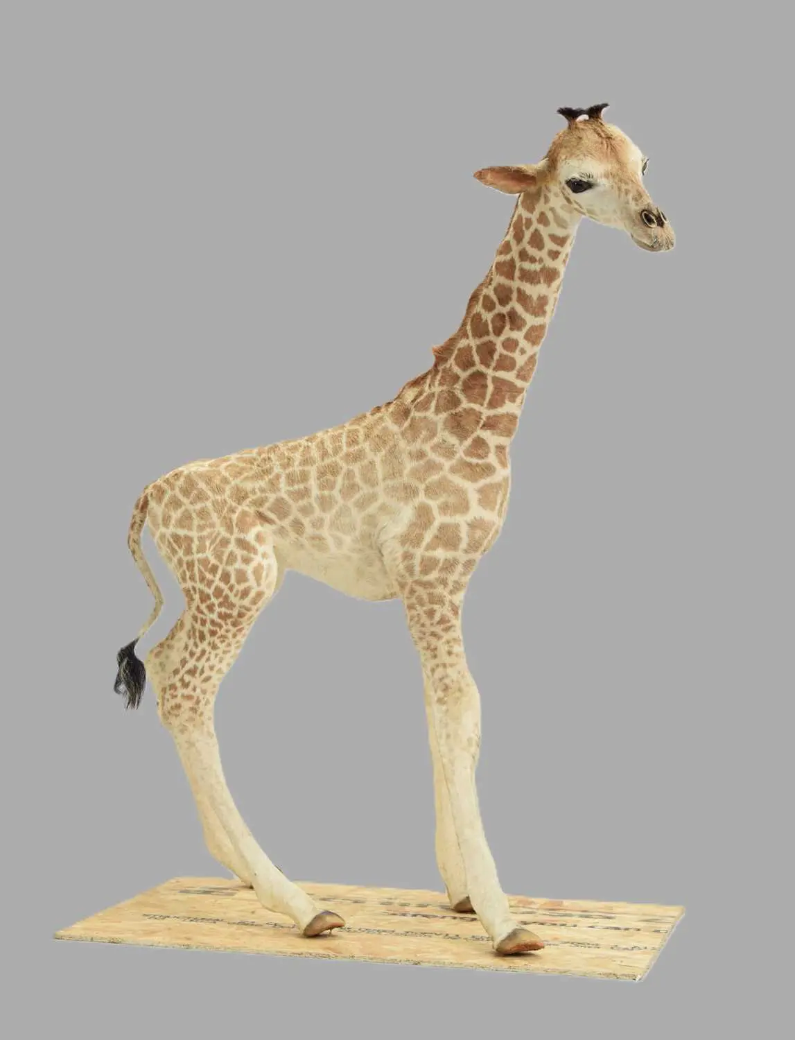 Taxidermy: South African Giraffe (Giraffa camelopardalis), early 20th
