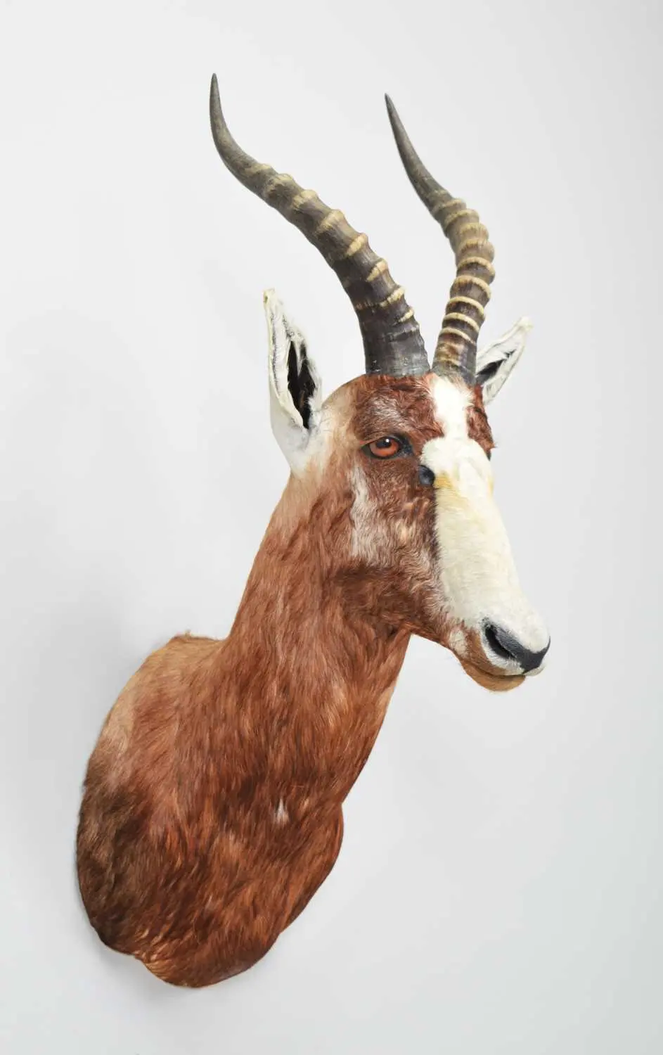 Taxidermy: Blesbok (Damaliscus pygargus phillipsi), 2014, by Spirit