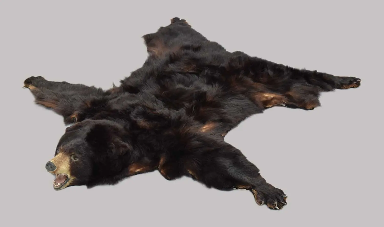 Taxidermy: North American Black Bear Skin Rug (Ursus americanus)