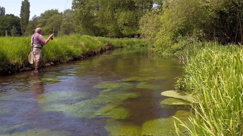 A Day's Guided Chalk Stream Fishing on the River Wensum during Mayfly Season.