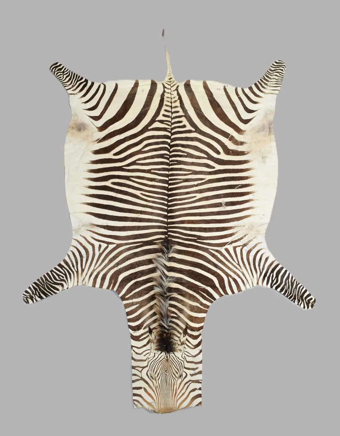 Skins/Hides: Hartmann's Mountain Zebra Skin (Equus zebra hartmannae)