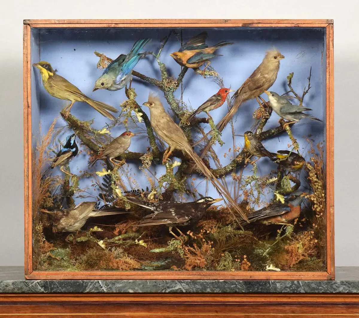 Taxidermy: A Late Victorian Cased Diorama of Tropical Birds Native
