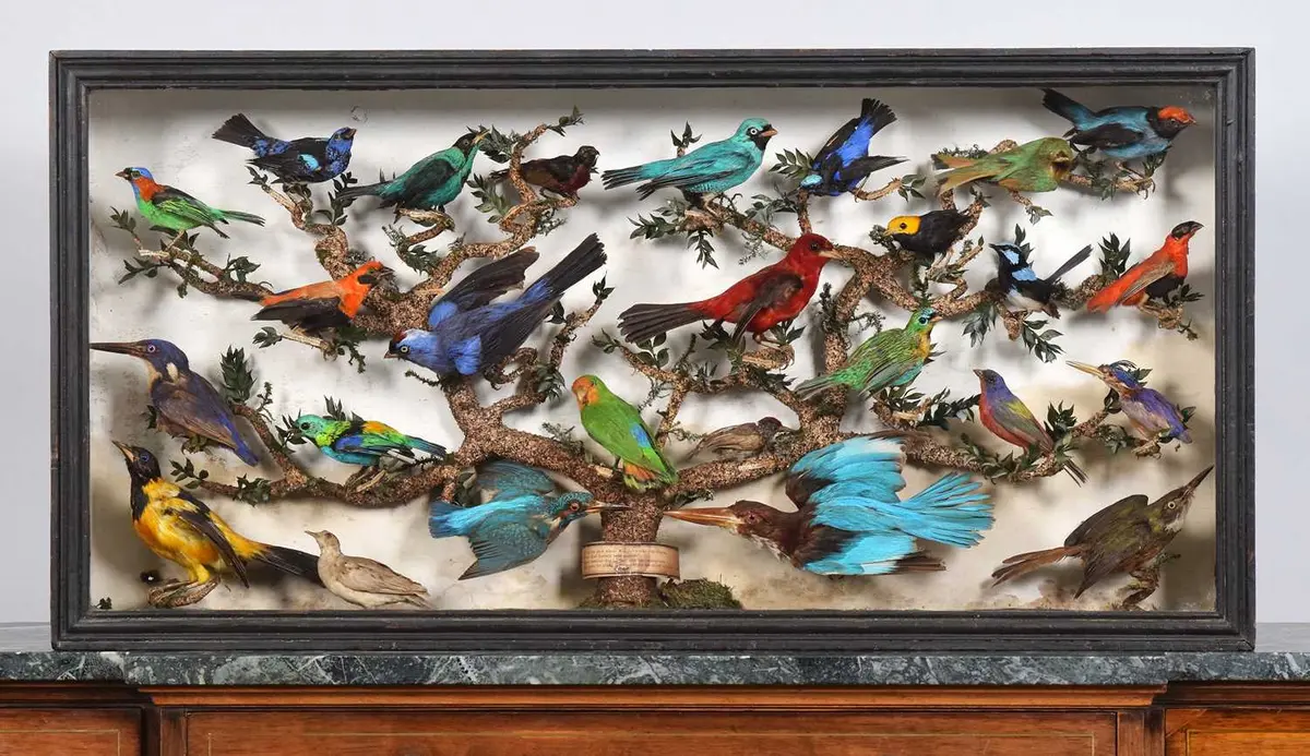 Taxidermy: A Cased Collection of Tropical Birds Native to Europe Africa