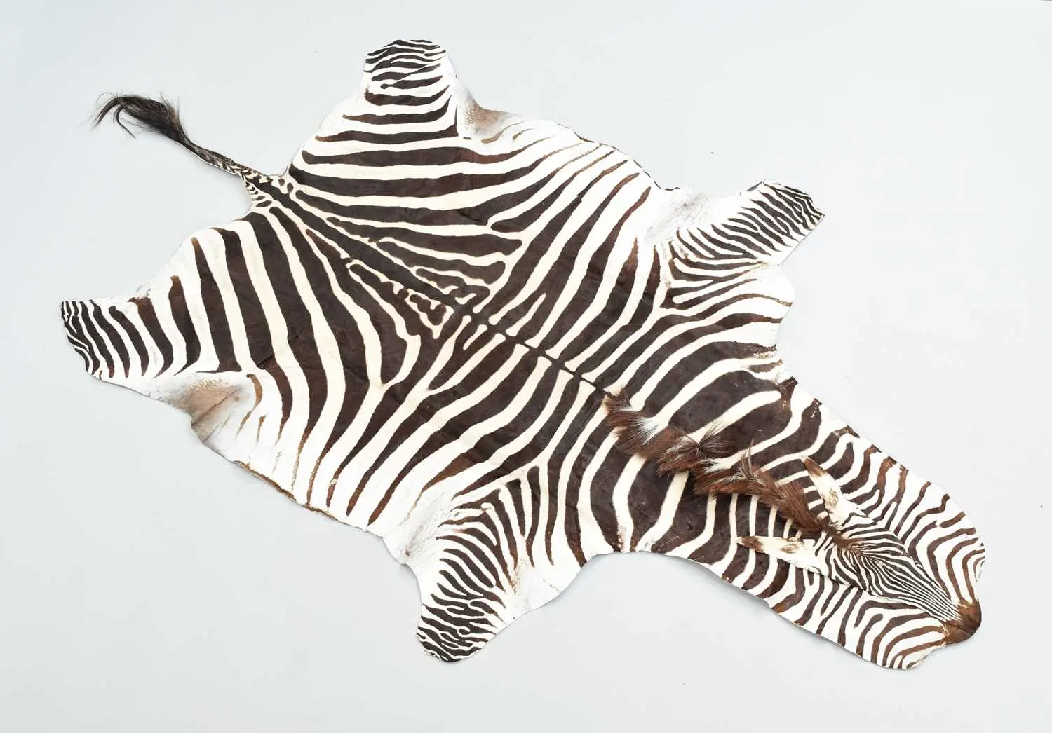 Skins/Hides: Burchell's or Plain's Zebra Hide Rug (Equus quagga)