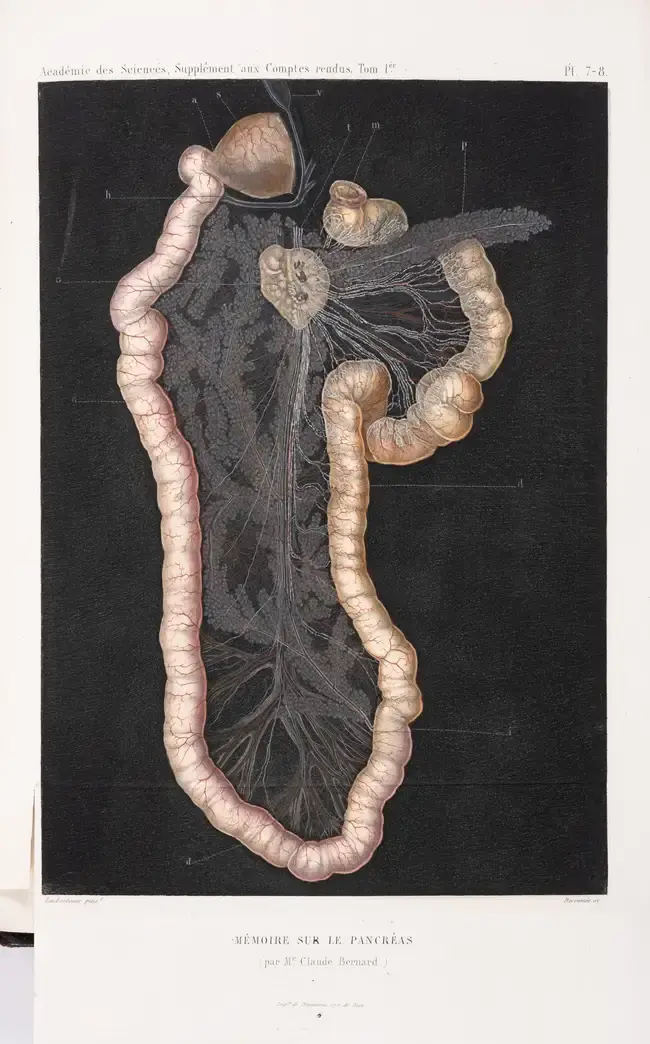 Digestion.- Biology.- Bernard (Claude) Mémoire sur le Pancréas et