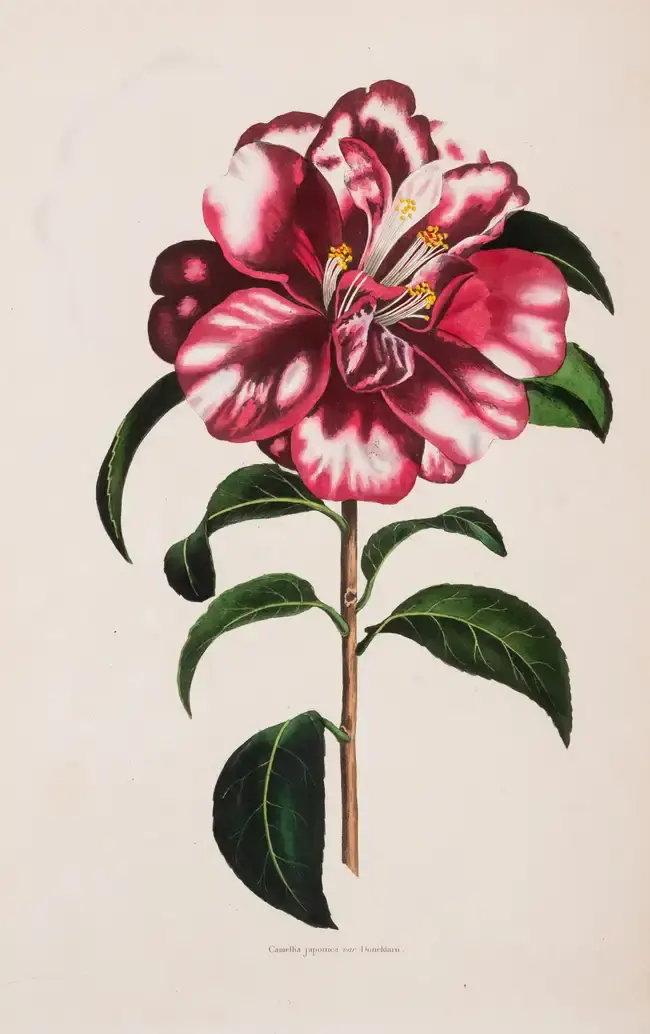Botany.- Smith (Frederick W.) The Florists' Magazine: A Register of