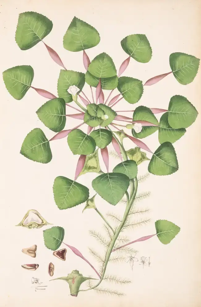 Banks (Joseph).- Ker (Charles Henry Bellenden) Icones Pictae Indo-Asiaticae
