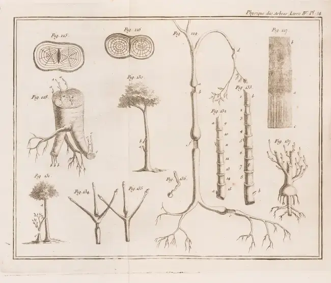 Botany.- Forestry.- Duhamel du Monceau (Henri Louis) La Physique des