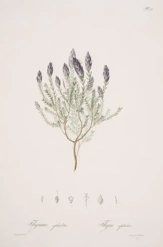 Botany.- Hoffmannsegg (Johann Centurius) and H.F.Link. Flore Portugaise