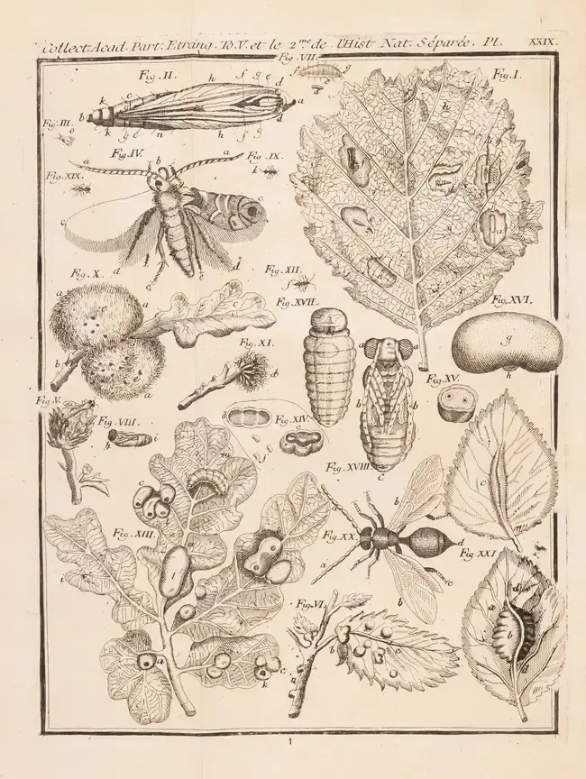 Insects.- Swammerdam (Jan) Histoire Naturelle des Insectes traduite