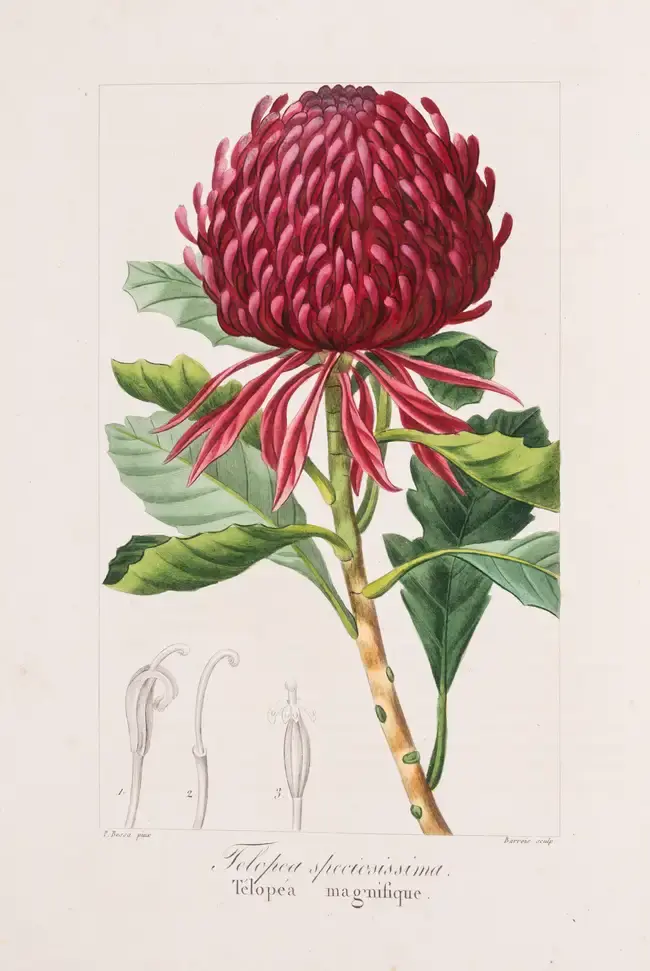 Botany.- Drapiez (Pierre Auguste Joseph) Herbier de l'Amateur de Fleurs