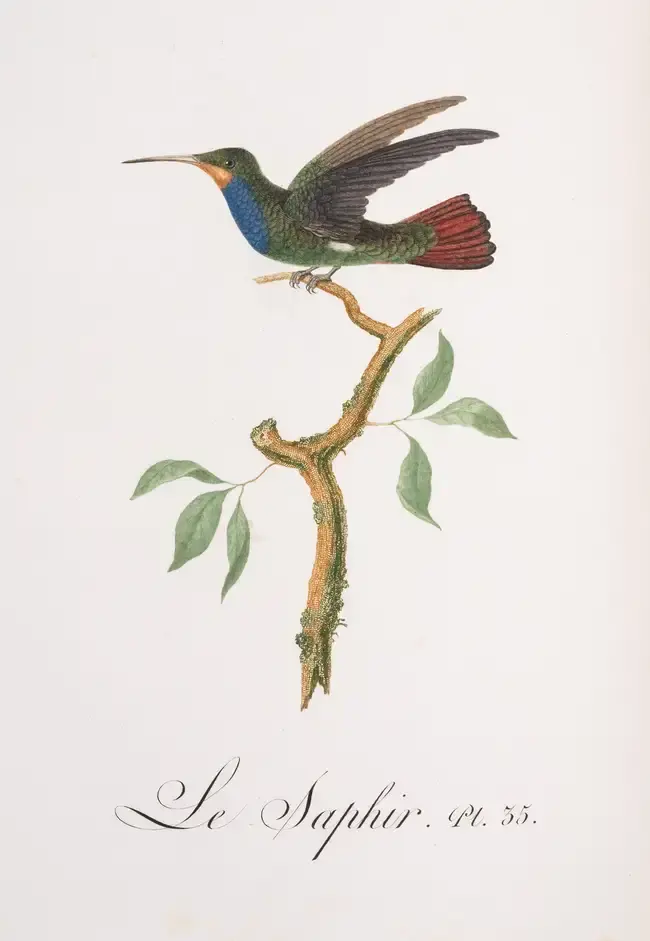 Birds.- Audebert (J.B) and L.P. Vieillot. Oiseaux Dorés ou à Reflets