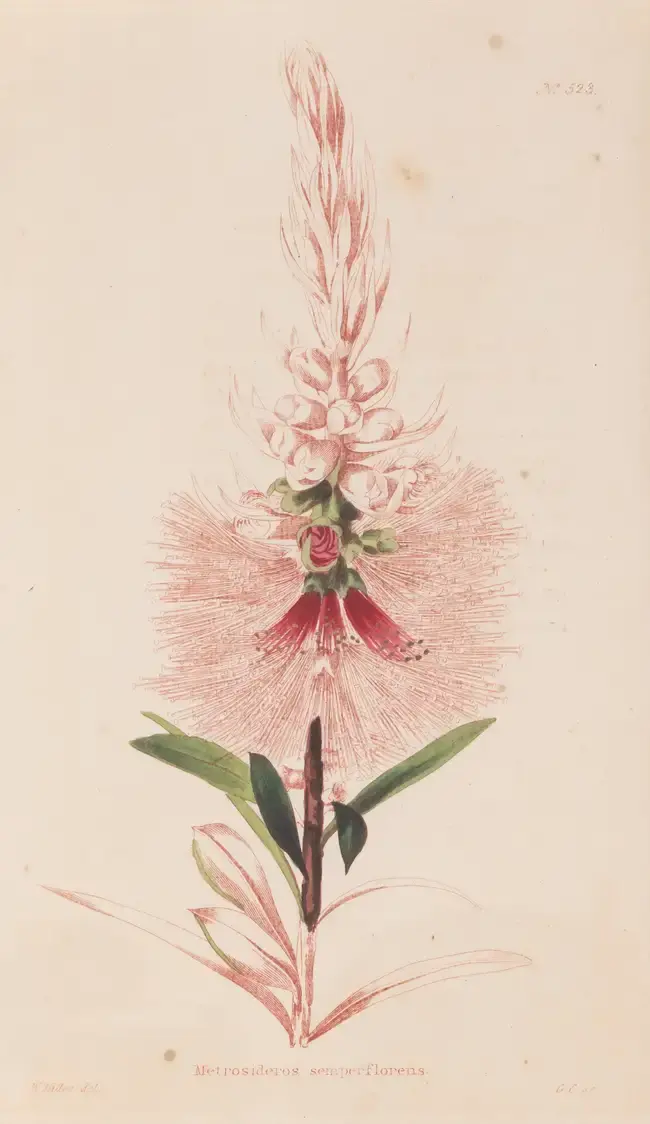 Botany.- Loddiges (Conrad & Sons) The Botanical Cabinet, consisting