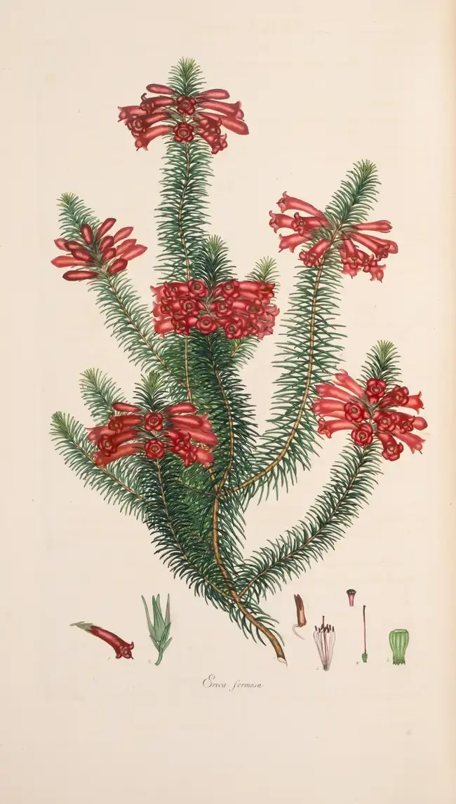 Botany.- Andrews (H.C.) Coloured Engravings of Heaths, 4 vol. in 2