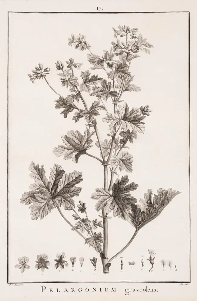 Redouté (P.J.).- Botany.- L'Hériter de Brutelle (Charles-Louis) Geraniologia