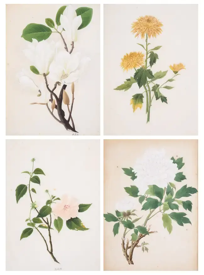 China.- Chinese School (19th century) Fourteen Chinese botanical studies