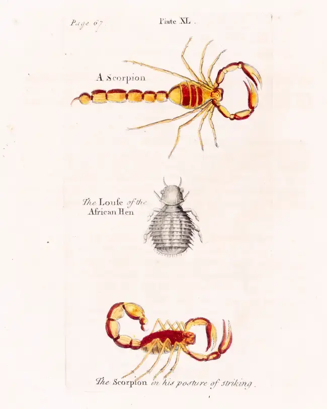 Entomology.- Albin (Eleazar) A Natural History of Spiders, and other