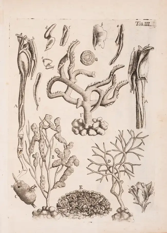 Marine Life.- Battarra (Giovanni Antonio) Epistola selectas de re