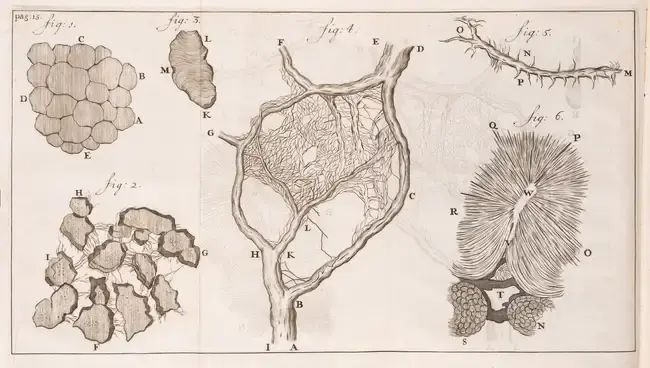 Microscopy.- Leeuwenhoek (Antony van) Send-Brieven, Zoo aan de Hoog