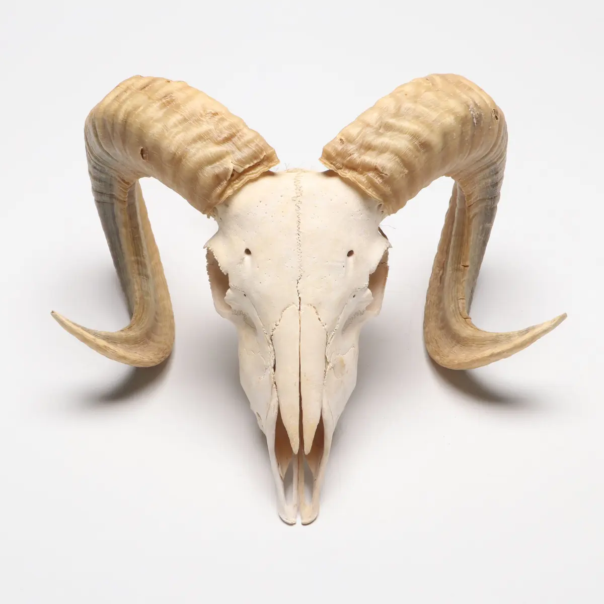 Taxidermy Merino Ram Skull and Horns