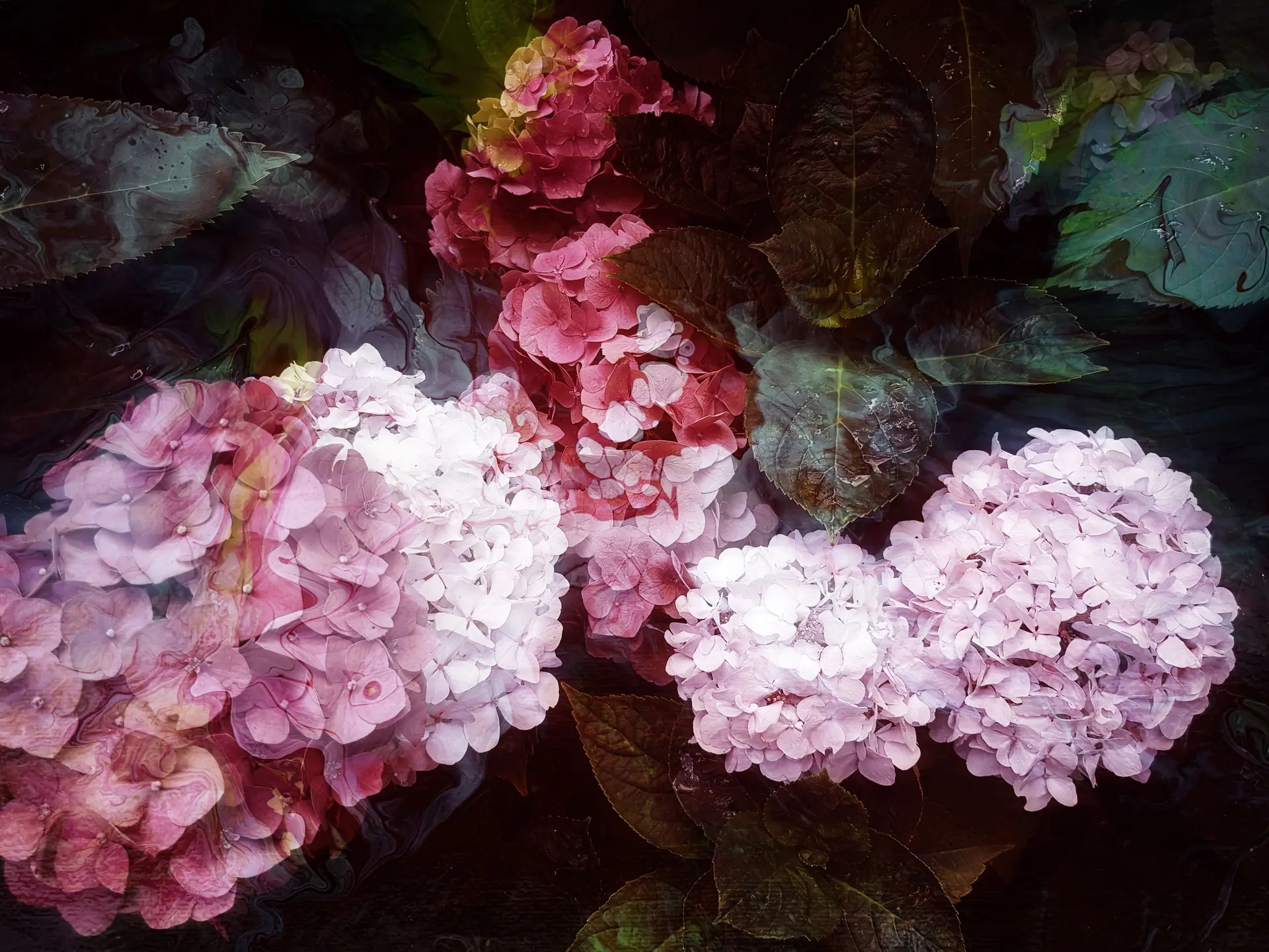 Hortensia II - Viet Ha Tran