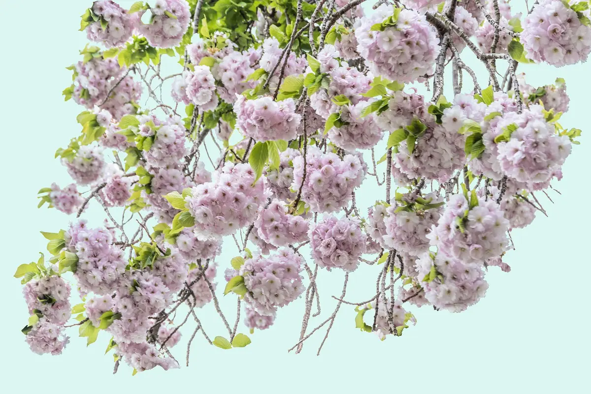 Blossom I - Adam Regan