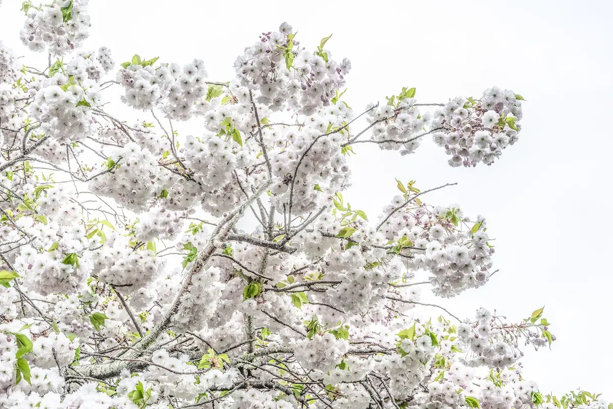 Blossom II - Adam Regan
