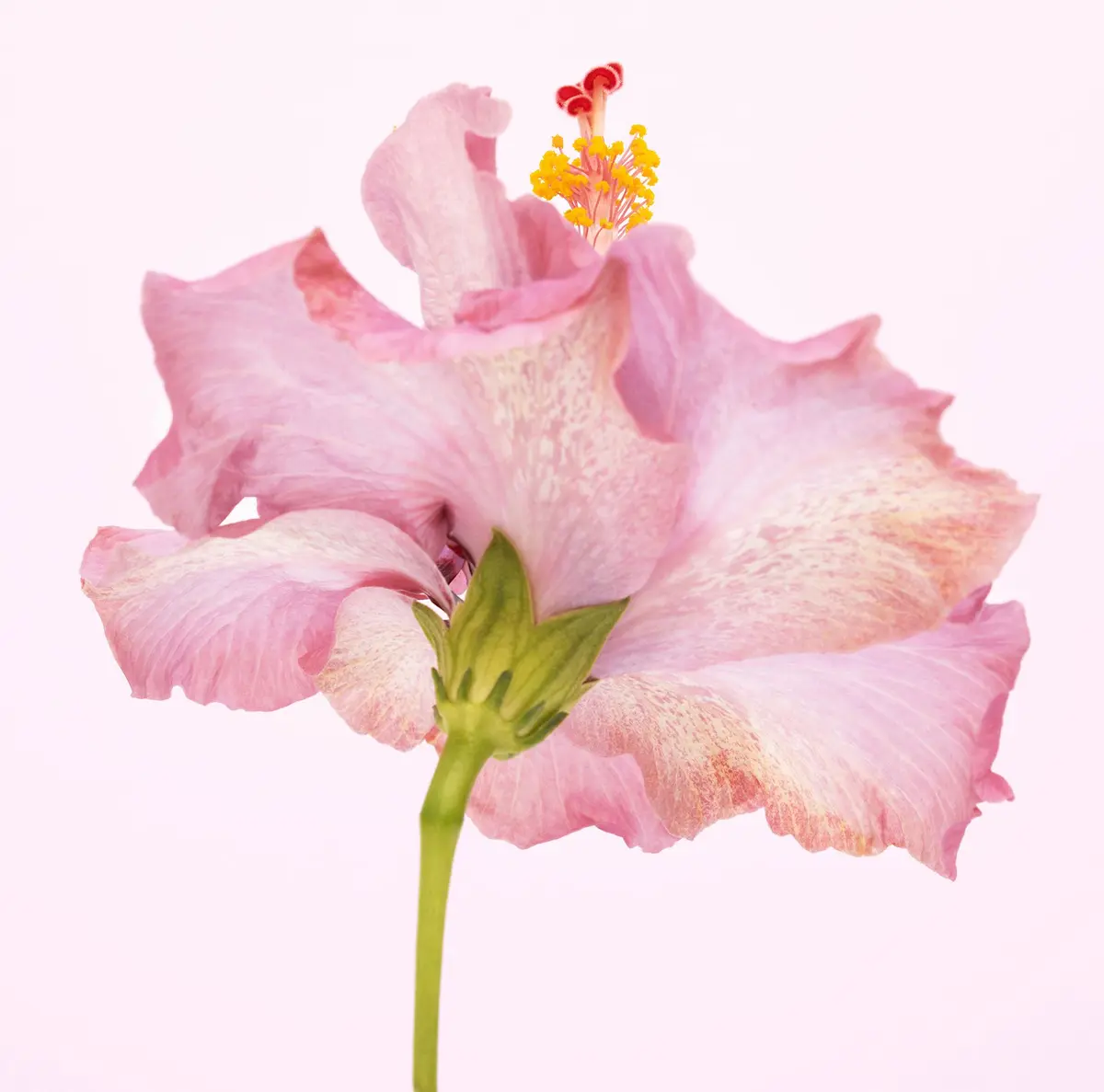 PINK TWIRLING HIBISCUS - Andrew Lever