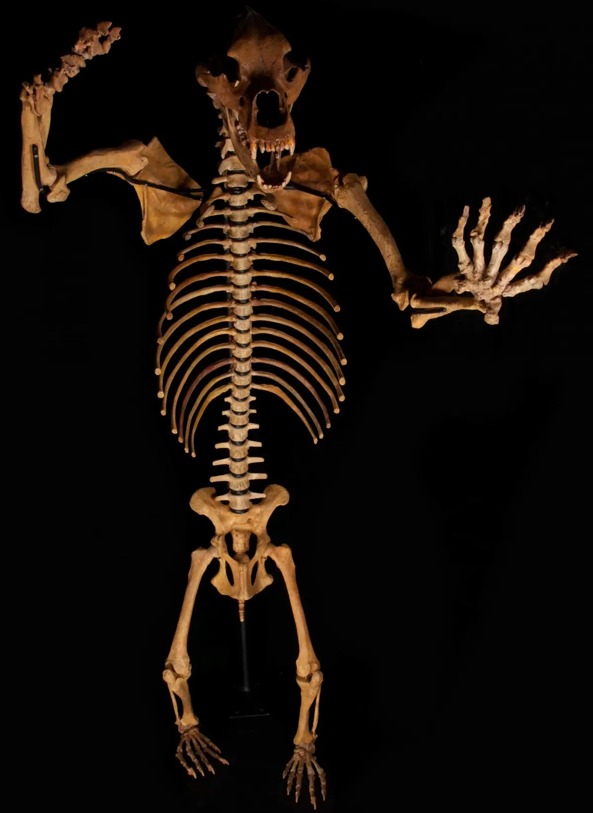Huge Cave Bear Skeleton from Romania