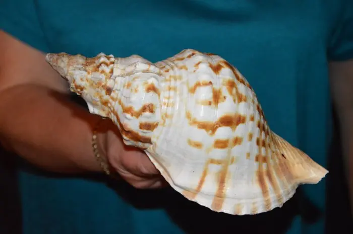 Sea Snail Sea shell - S-407 CHARONIA LAMPAS (No reserve price)