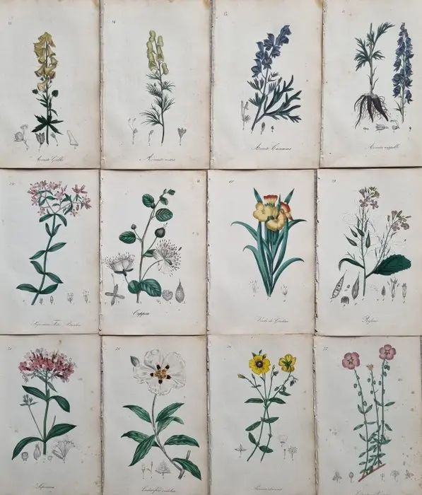 Felice Cassone (1815/ 1854) - Lot. of 12 sheets - Flora medico-farmaceutica - 1847