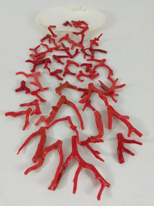 Red Coral Coral - Corallium rubrum (No reserve price)