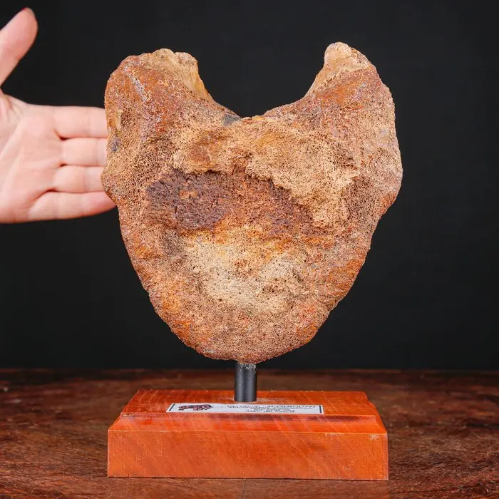 Woolly Mammoth - Vertebra on Wood and Iron Base - Fossil...