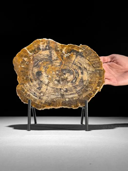 Stunning Slice of Petrified Wood on a custom stand...