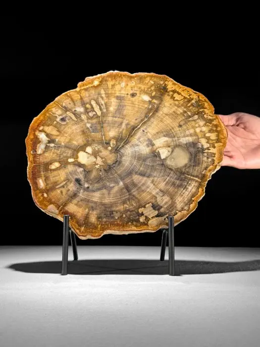 Stunning Slice of Petrified Wood on a custom stand...