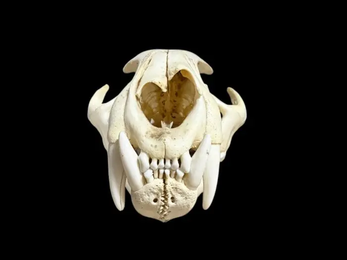 Cougar Taxidermy full body mount - Puma concolor - with...