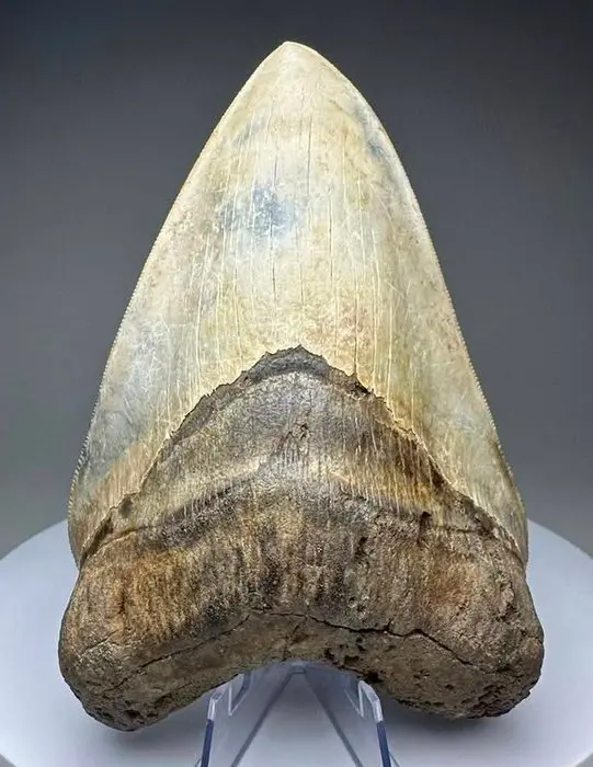 Megalodon - Fossil tooth - 14 cm - 9.5 cm