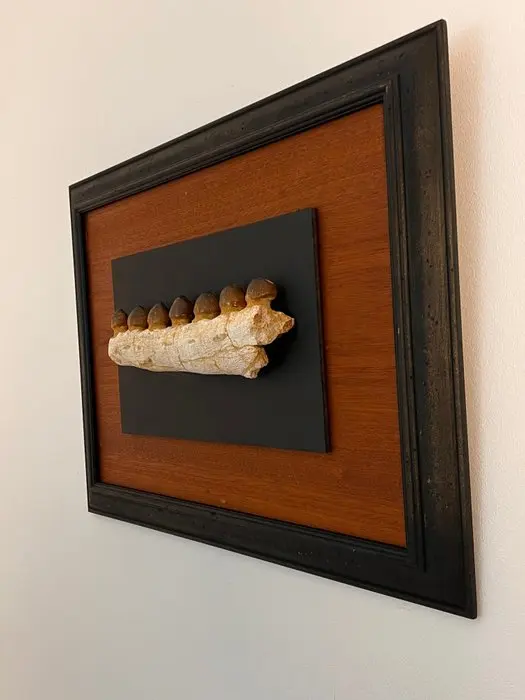 Mosasaur - Fossilised jaw - Globidens phosphaticus - 26 cm