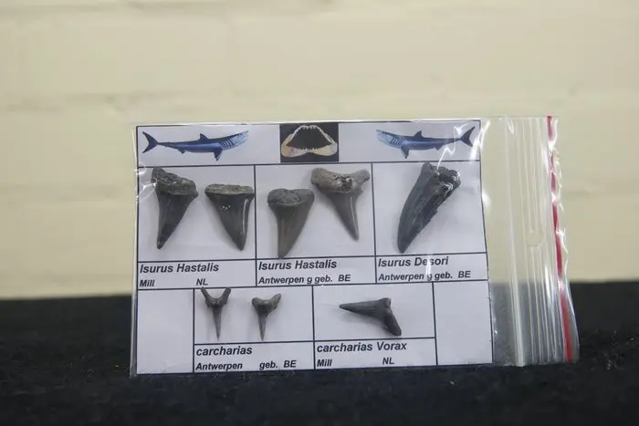 fossil shark teeth - Fossil tooth - Otodus Sokolovi - 0...