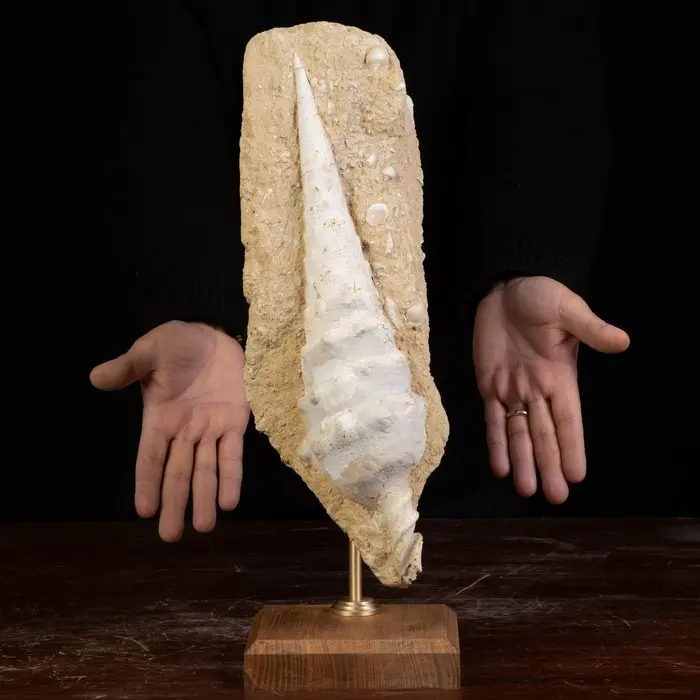 Campanile Giganteum Shell: The Fossil Tower of the Miocene